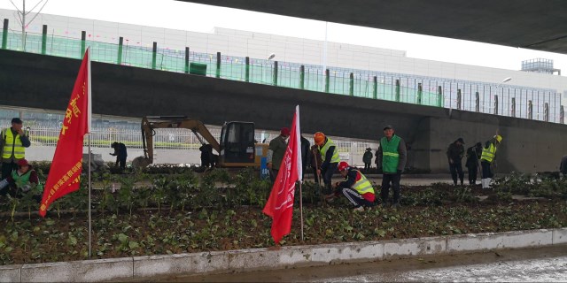 安徽路港铜陵路高架项目团支部组织开展义务植树活动