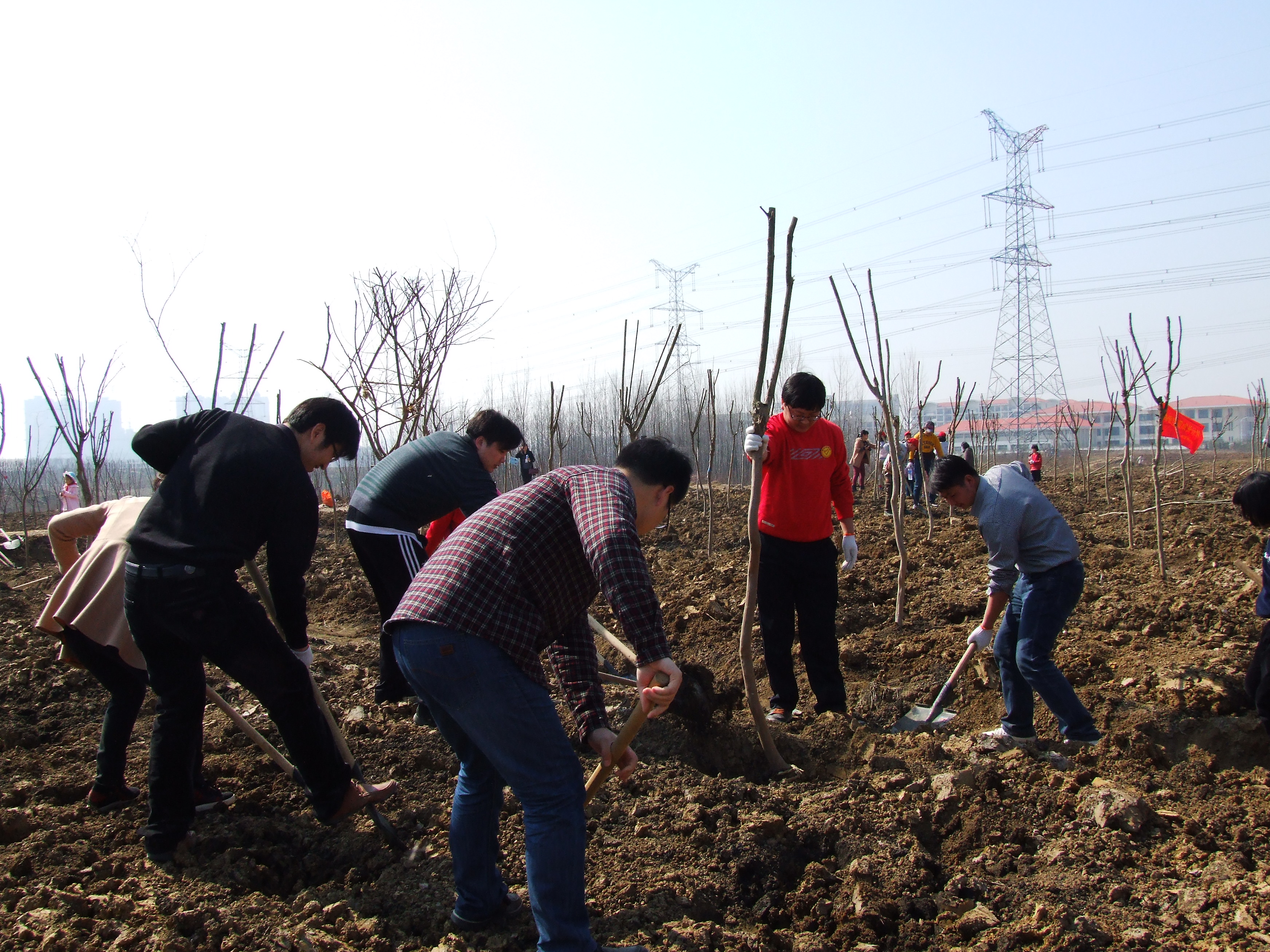 集团公司团委组织青年自愿者义务植树