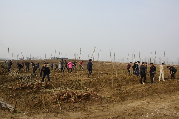 安徽装置公司团委组织开展植树活动
